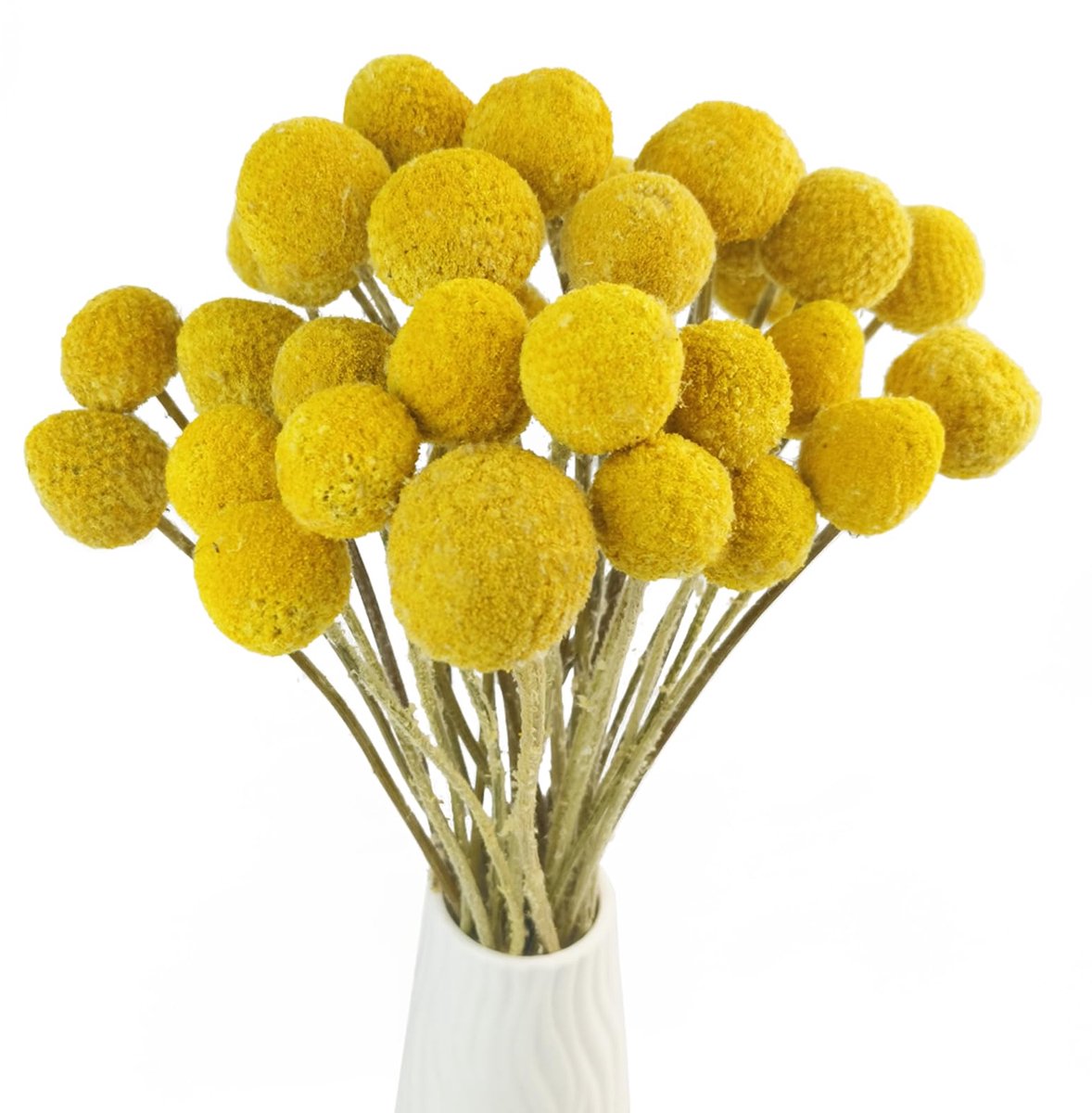 Dailygoods - Natuurlijke Craspedia Gedroogde Bloemen - Gele Billy Buttons Boeket