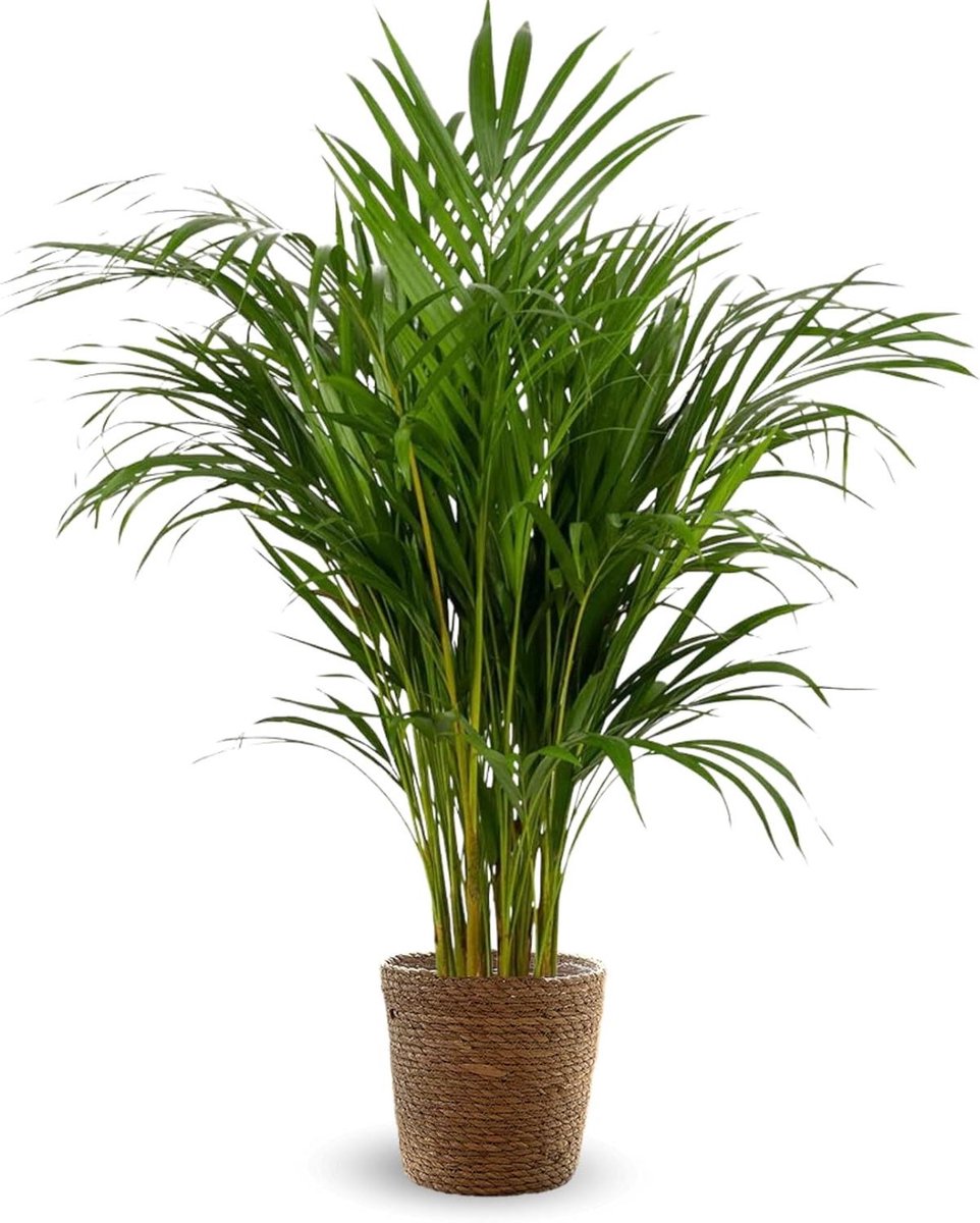 Kamerpalm Areca - Palmkamerplant Dypsis Lutescens - Binnenhuis Decoratie - Natuurlijke Luchtreiniger - 110 cm Hoogte - Groen