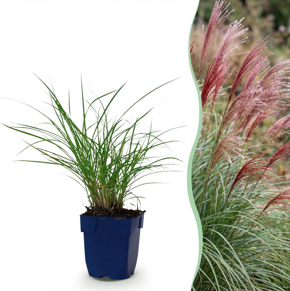 Green boutiQ - Grassen - Miscanthus sin. Red Chief - Pampusgras - Met Pluim - Groen - 12 Planten - Pot 11cm - Hoogte 15-25cm