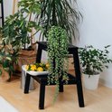 Une plante verte retombante aux feuilles sphériques dans un pot noir, dans un salon meublé.