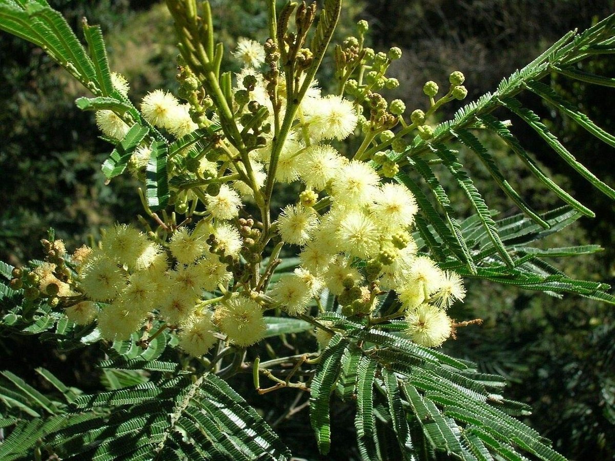 Elzusha - 25 Zaden van Acacia Mearnsii