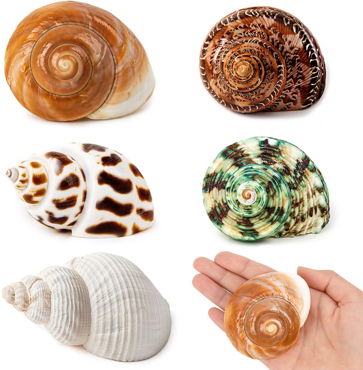 5 stuks middelgrote en grote Heremietkreeft schelpen, Conch schelp, natuurlijke zeeschelpen maat 5,5-9 cm, openingmaat 3,5-5 cm, turbo zeeschelpen voor heremietkreeft benodigdheden en