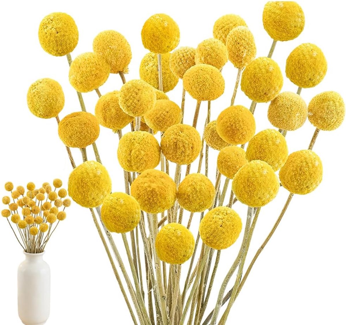 Gedroogde bloemen, 43 cm, geel, natuurlijke Craspedia gedroogde bloemen, natuurlijke droge plant voor doe-het-zelf bloemstukken, bruiloft, hoge vaas