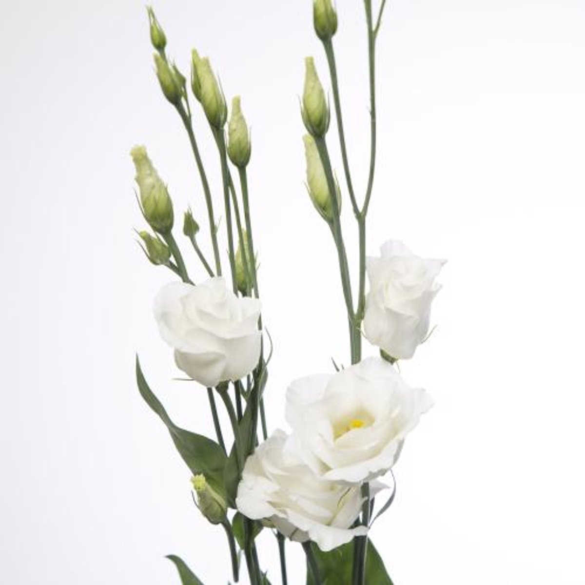 10x Eust.rosita white du 60cm