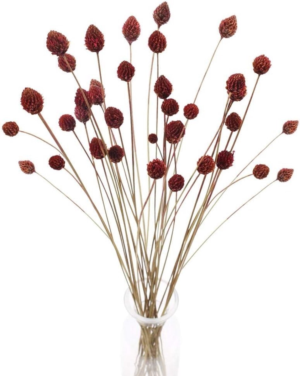 Solidchoice - 30 Stuks Natuurlijke Gedroogde Bloemen voor Decoratie