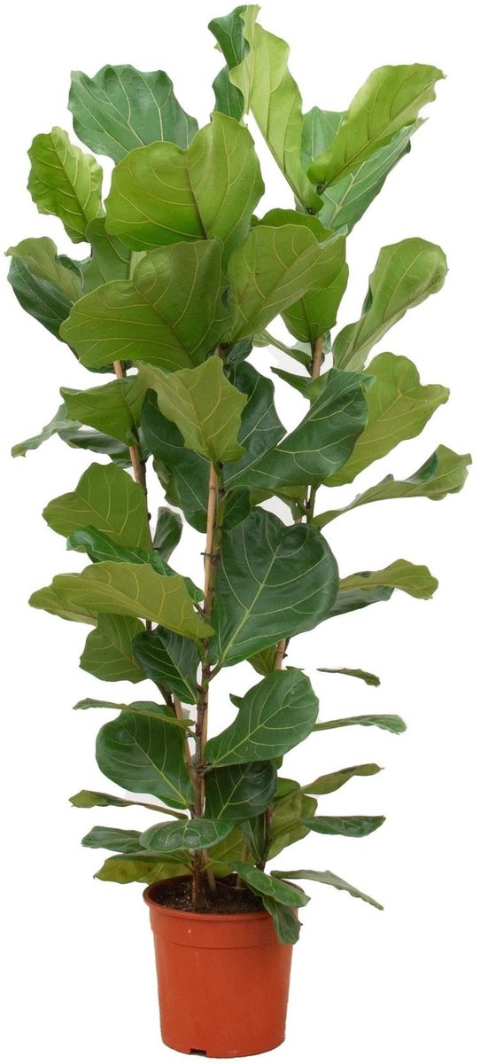 Ficus Lyrata struik - 140 cm - Ø27