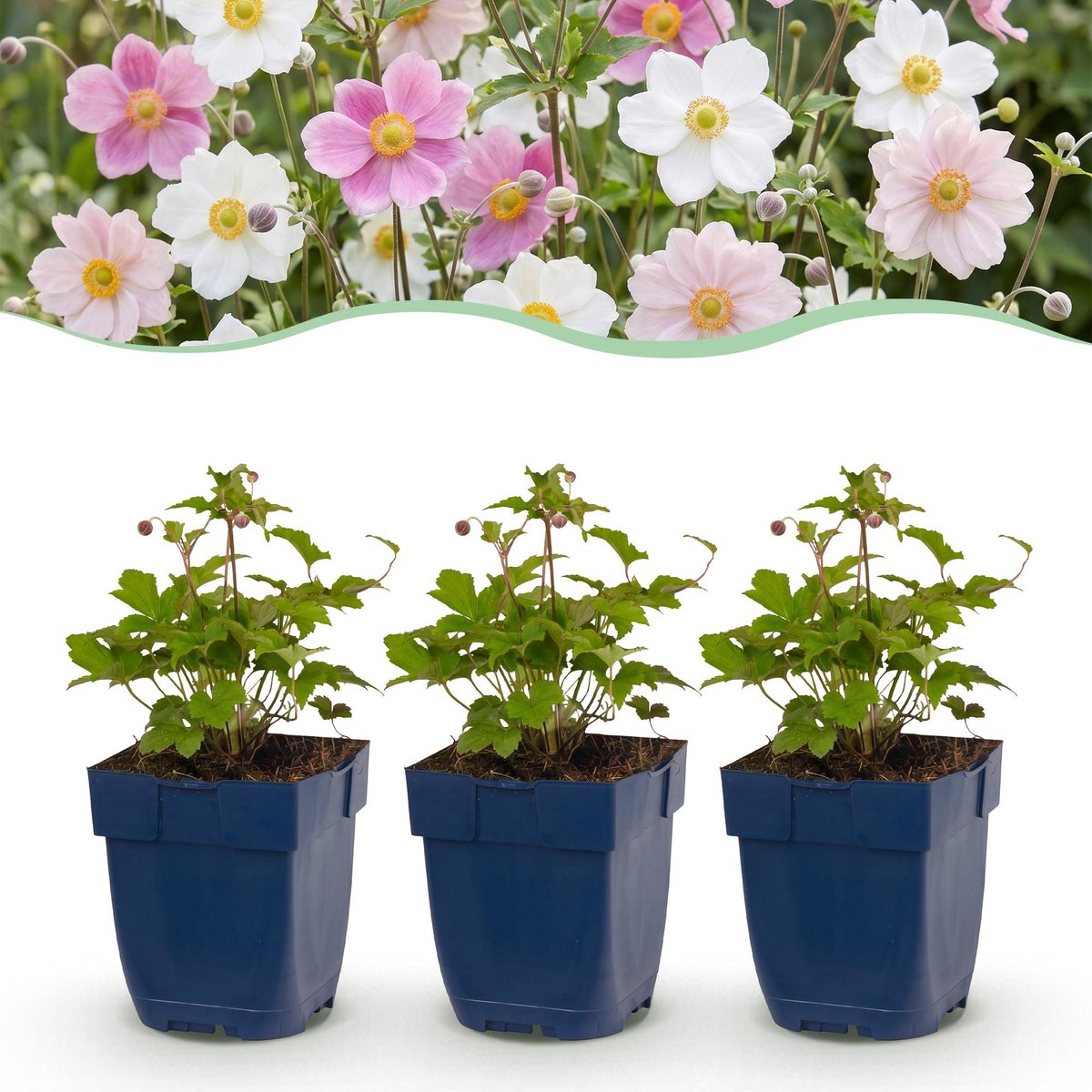 Vasteplant - Anemone Tricolour - Herfst Anemone - Schaduw - Donker Roze - Roze - Wit - 6 Planten - Pot 11cm - Hoogte 15-25cm