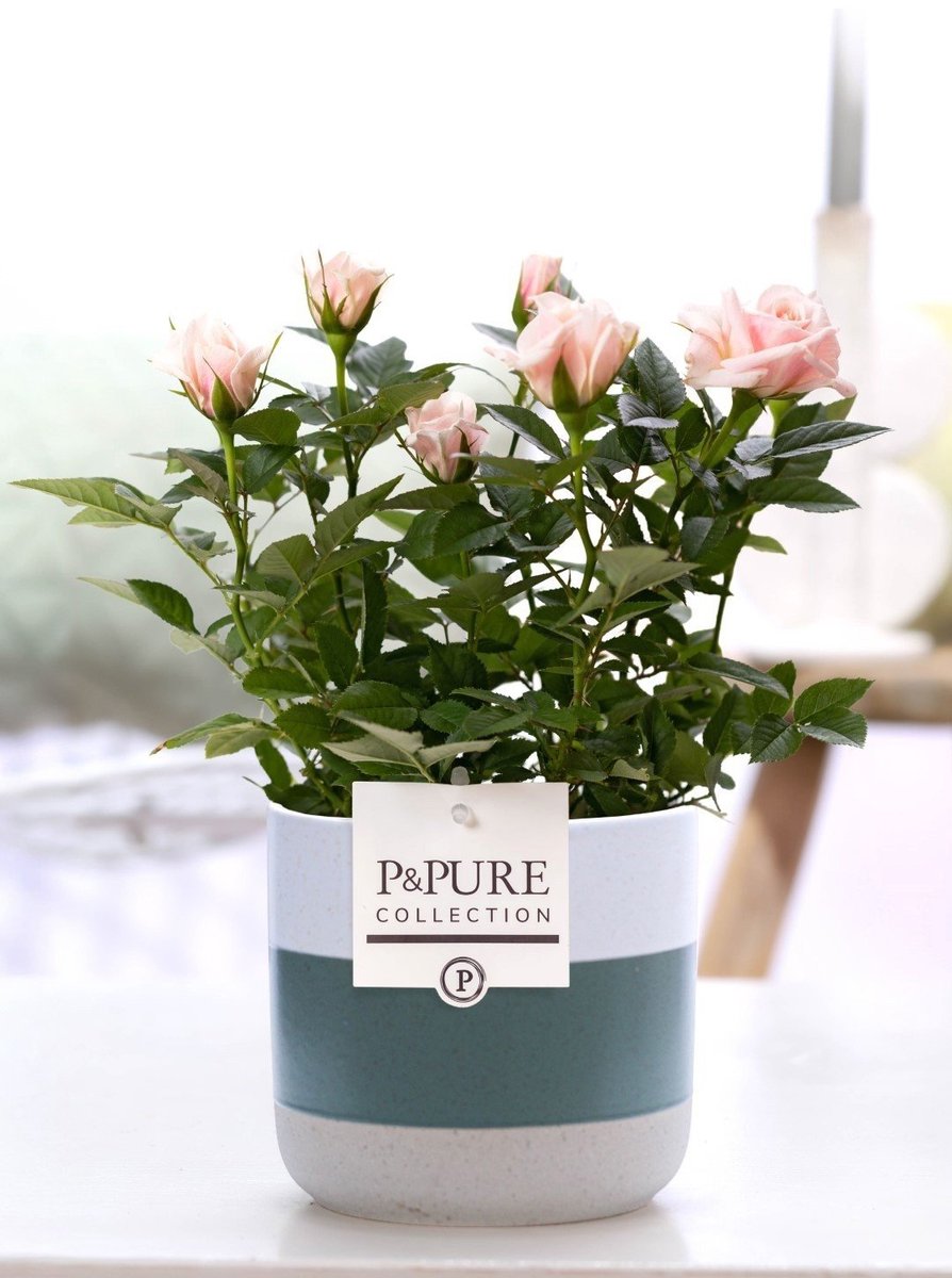 Rosa Light Pink In P&PURE Lauren Ceramics - Ø12cm - 30cm