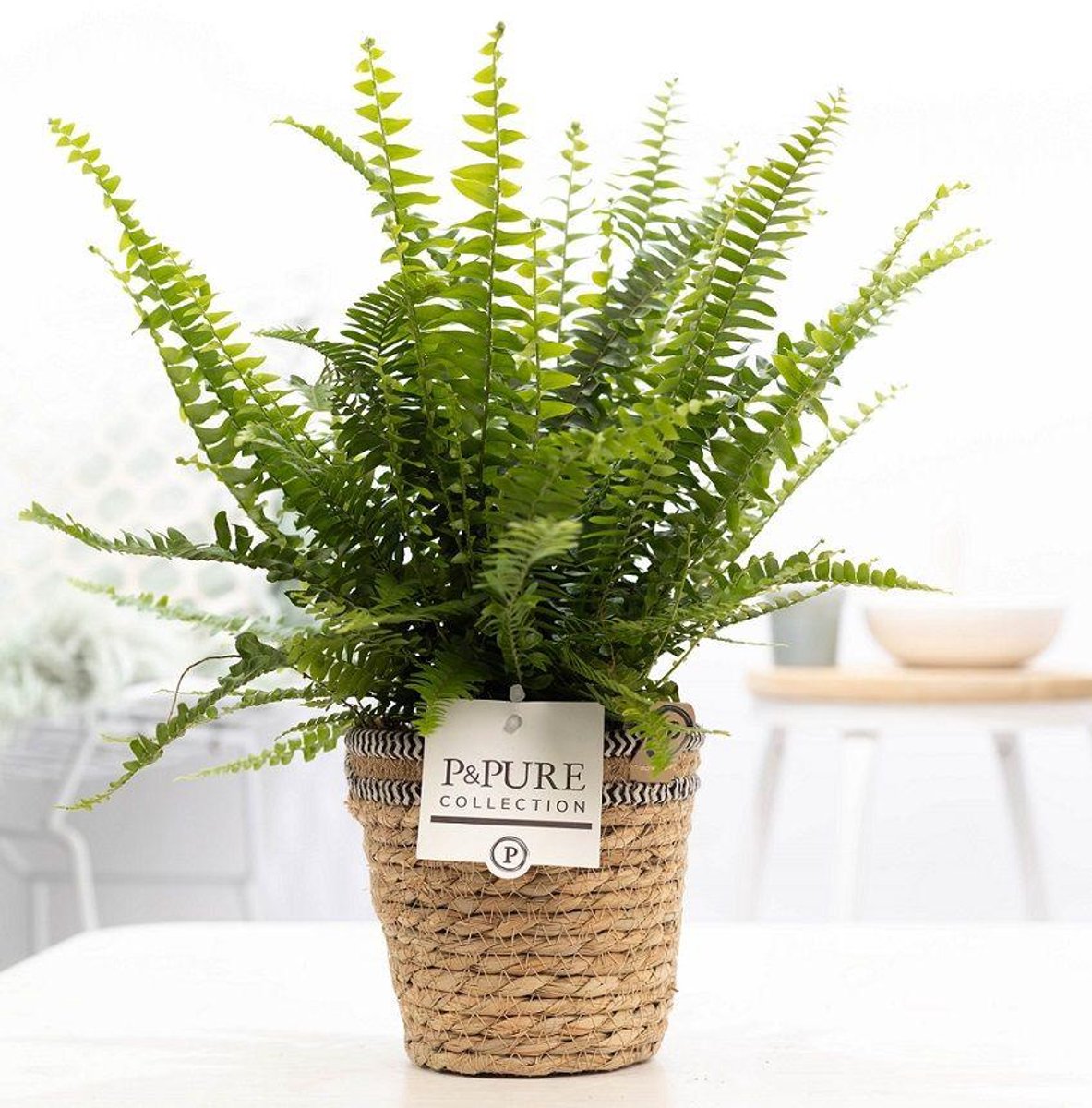 Nephrolepis Green Lady In P&PURE Basket - Ø12cm - 35cm