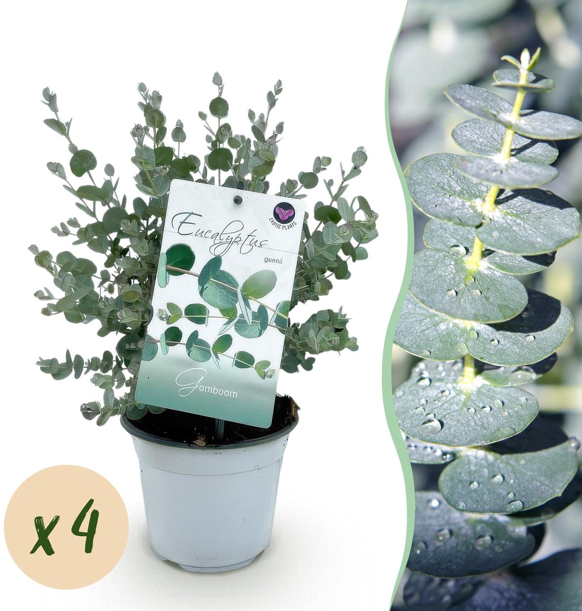 Terrasplant - Eucalyptus boom - Eucalyptus gunni - Grijs - 4 Planten - Winterhard - Pot 14cm Hoogte 30cm