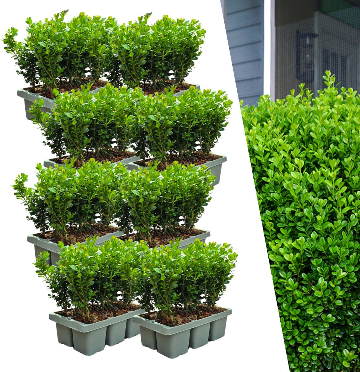 8 x 6-Pack Buxus NewGen Freedom – Winterharde Groenblijvende Struiken 48 x Ø7 cm - 15 cm | Compacte Buxus