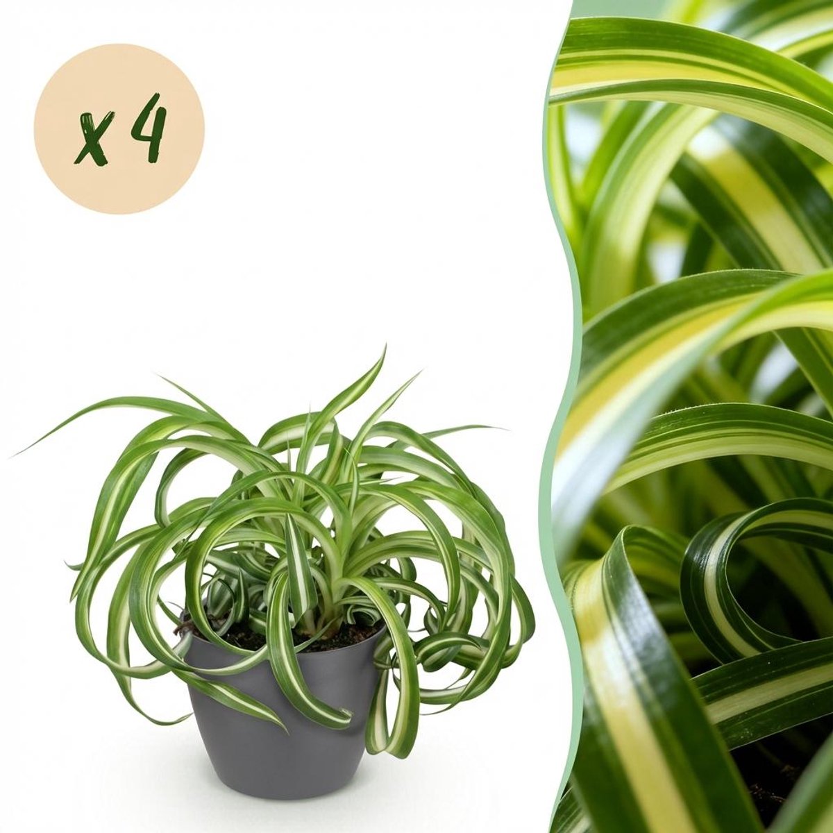 Kamerplant - Chlorophytum comosum Bonnie - Krullende Graslelie - Huisdiervriendelijke Plant - Groen - 4 Planten - met Potter Grijs - Pot 12cm - Hoogte 20cm