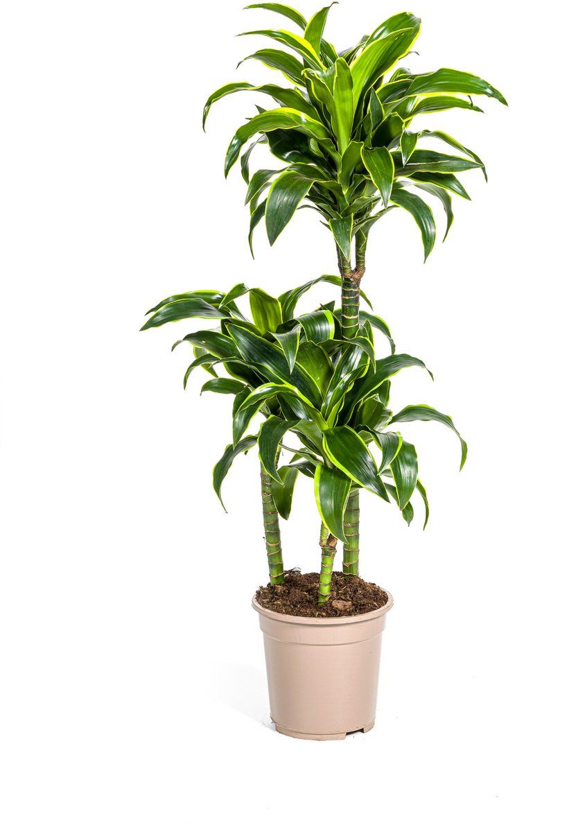 Dracaena Deremensis Dorado Ø21cm - 100 - 120cm