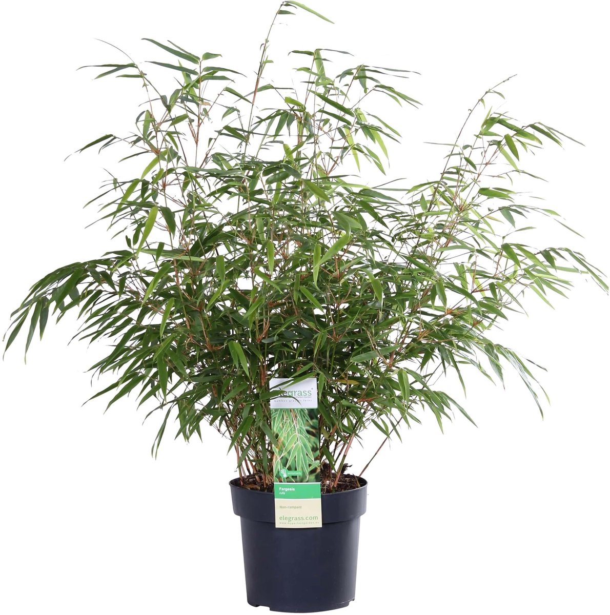 Fargesia rufa - Niet woekerende bamboe - Ø19 - ↨50-60cm