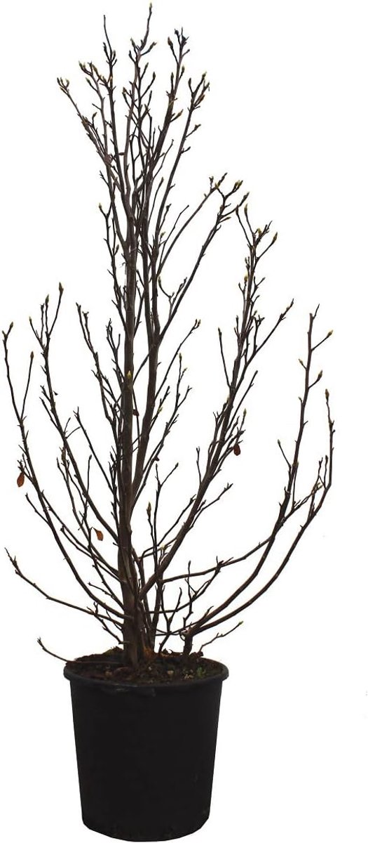 - Magnolia Stellata - Bloeiende Magnolia - Echte plant voor buitenterras - Tuinboom - H 100-125 cm Pot Ø 30 cm