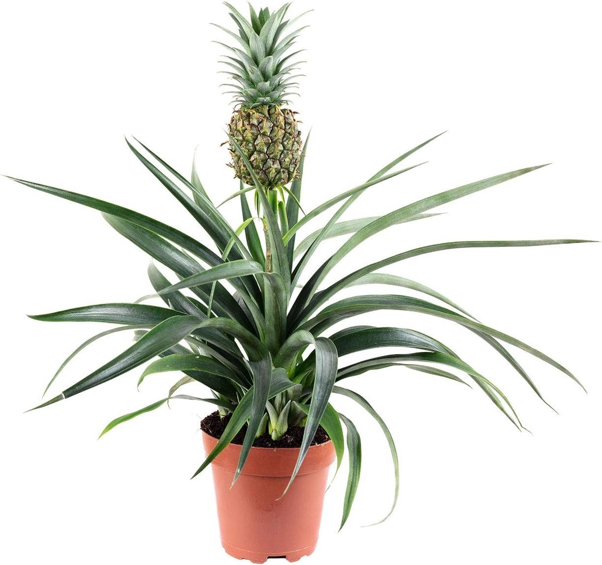 Ananasplant 45 cm - met fruit - onderhoudsarm - sfeervolle toevoeging voor woonkamer - ShopVlot