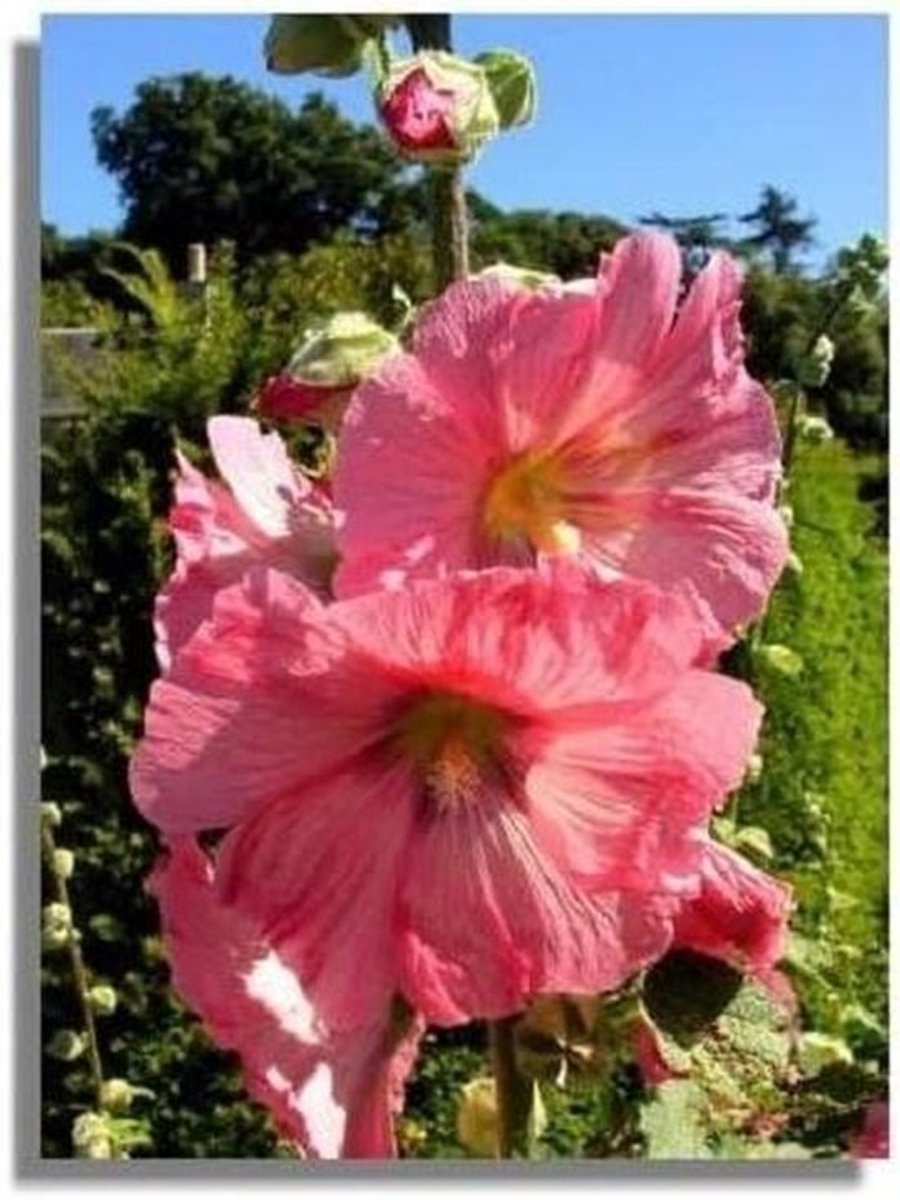 Bloemenzaad - Grote Stokroos - Tuin Decoratie - Makkelijk Groeiend - 50+ Zaden - Roze
