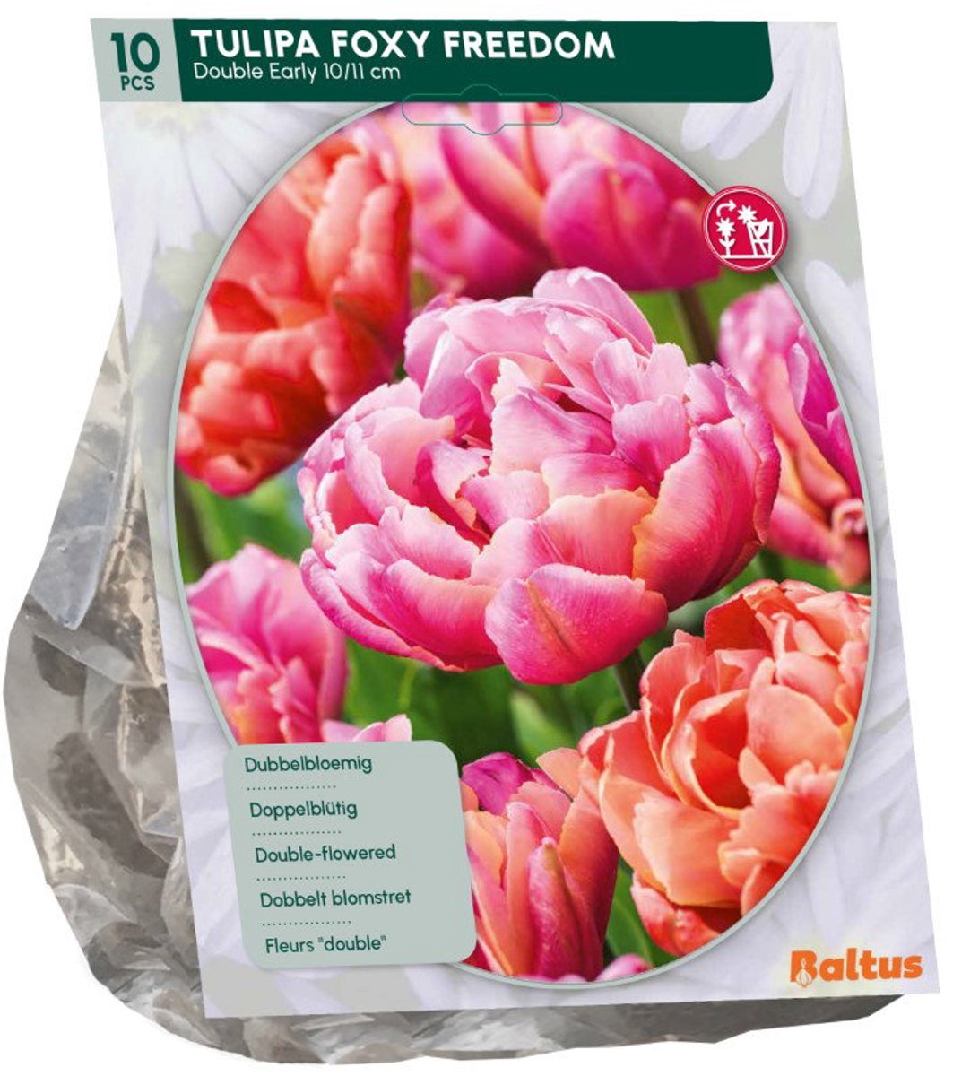 Tulipa Foxy Freedom 10 stuks bloembollen Baltus