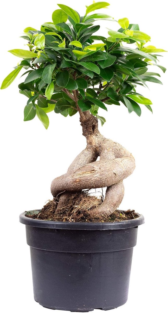 SnelShoppen - Chinesische Feige Ficus Ginseng - Onderhoudsvriendelijke Kamerplant - Hoogte 40 cm - Potdiameter 17 cm - Luchtzuiverend - Bonsai-achtige