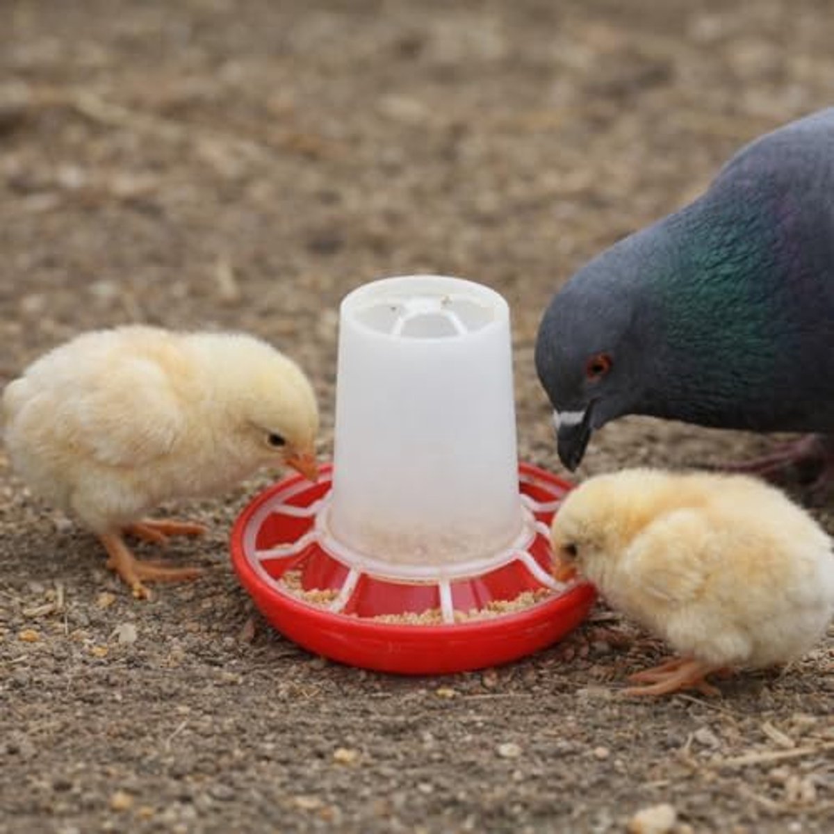SnelShoppen - Chick Feeder en Heavy Duty Rotatable Chick Drinker, Duurzaam Voer- en Drinkbakje voor Kippen, Eenvoudig in Gebruik, Makkelijk te Reinige