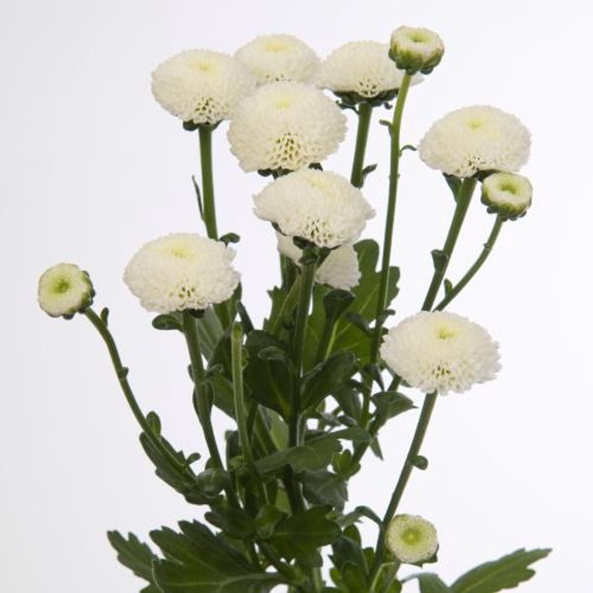 25x Chrysant san.pizarro 50cm