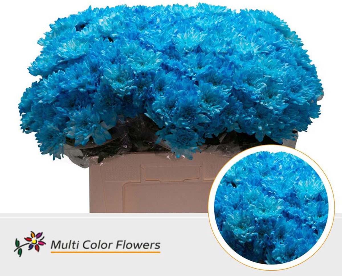 10x Chrysant baltica blauw 60cm