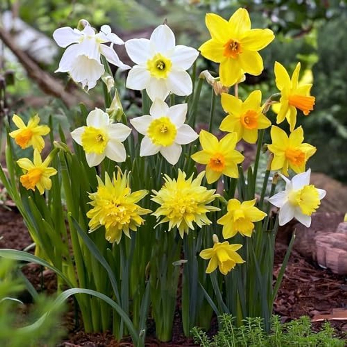 Narcissen - Rotstuin - 25 stuks - Bloembollen - Meerkleurig - Bloem bollen