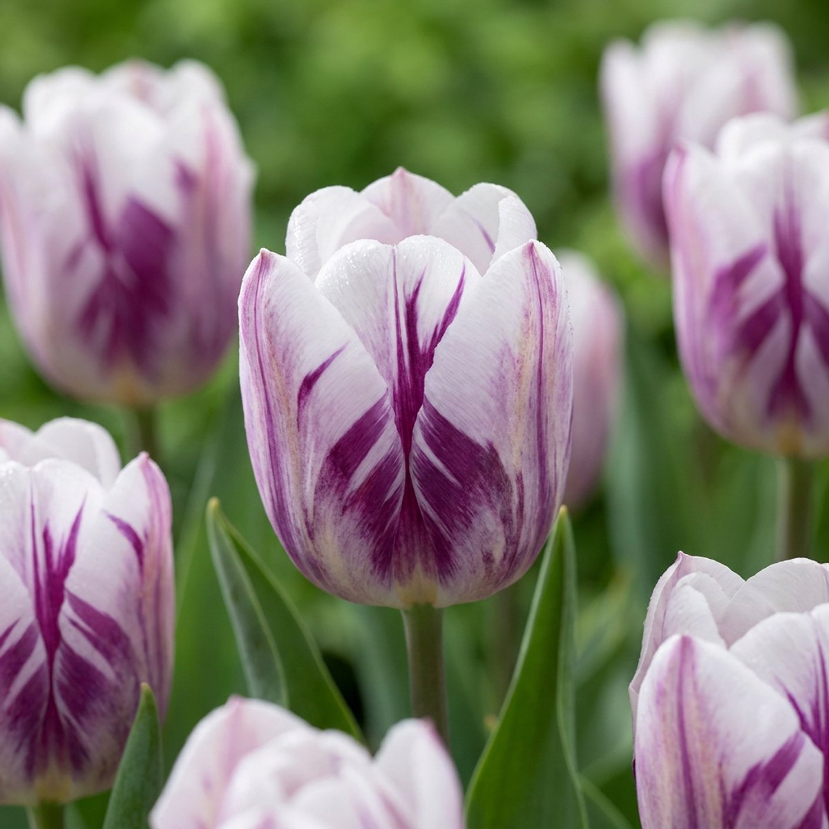 Green boutiQ - 120x Tulipa Flaming Flag - Tulp Vlammende Vlag - Wit en Paars - Voorjaarsbloeier - Bolmaat 11/12