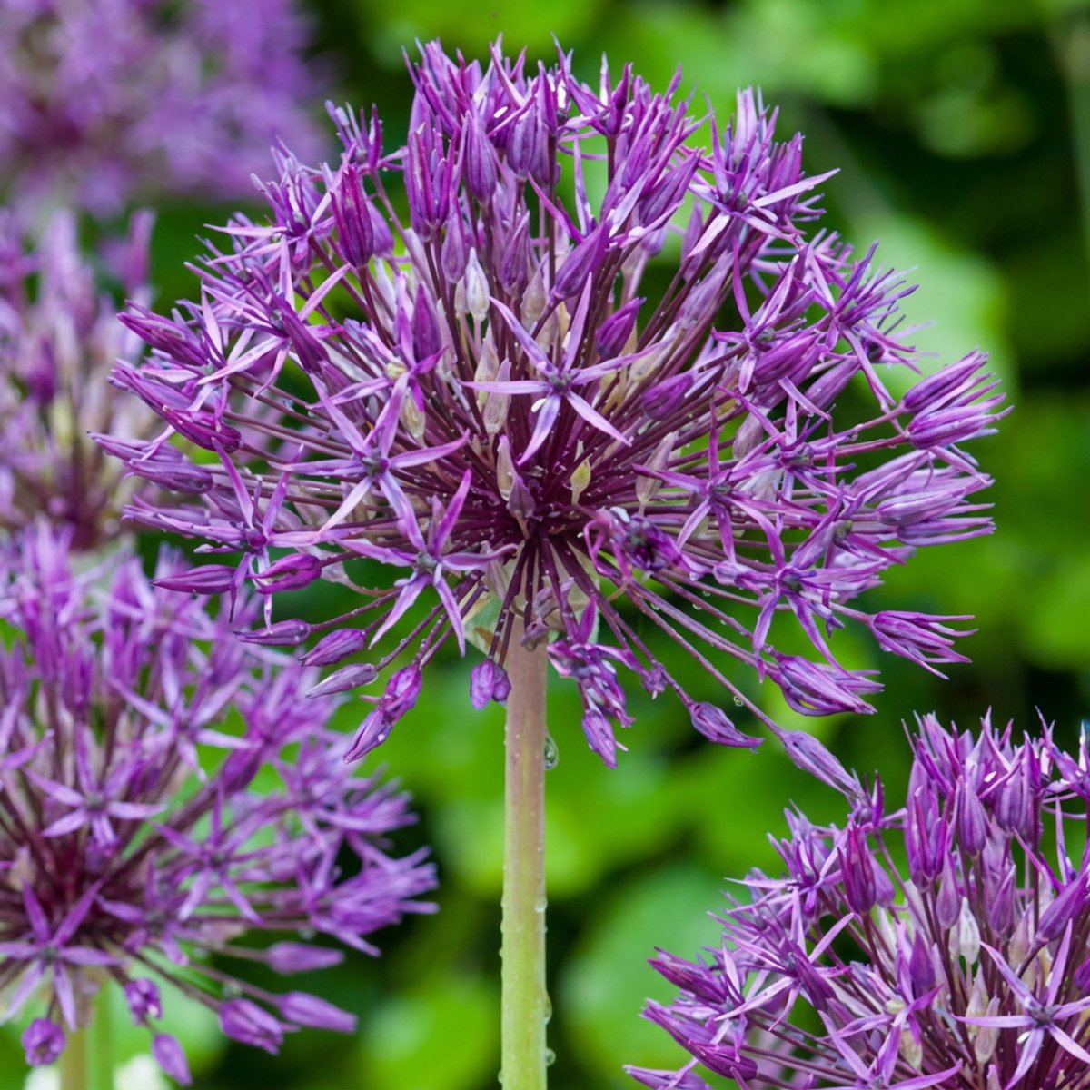 Green boutiQ - 160x Allium Purple Rain - Sierui - Paars - Zomerbloeier - Bolmaat 10/12