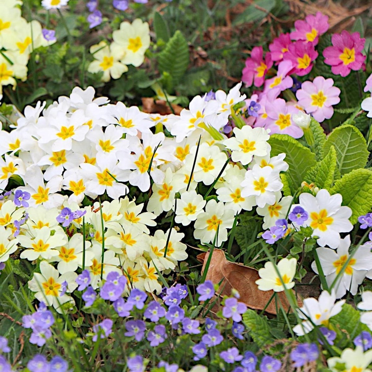 Bloemenzaadjes - Perkplanten Zaden - Tuin Decoratie - Meerjarig Bloeiend - 30 cm Hoog - Groot Primula
