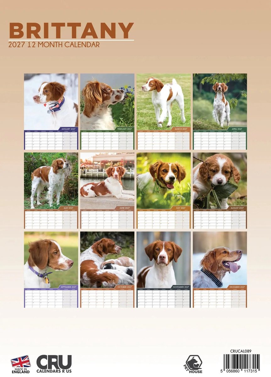 Brittany Spaniel A3 Kalender 2027