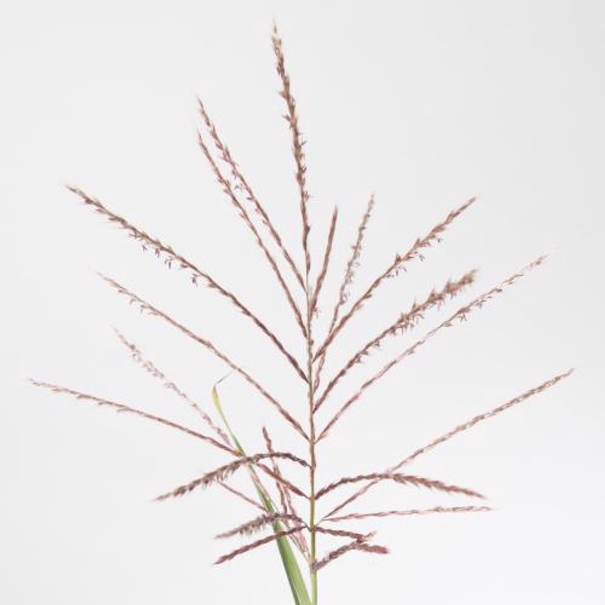 50x Gs miscanthus rotfeder 80cm