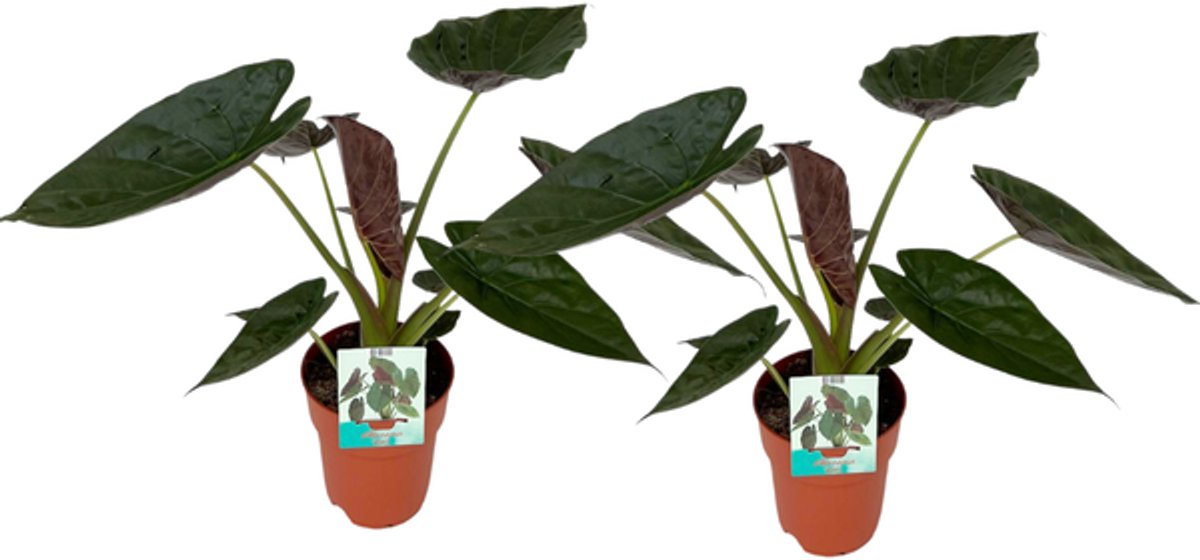 Alocasia Wentii - 2 stuks - Ø19cm - 85cm