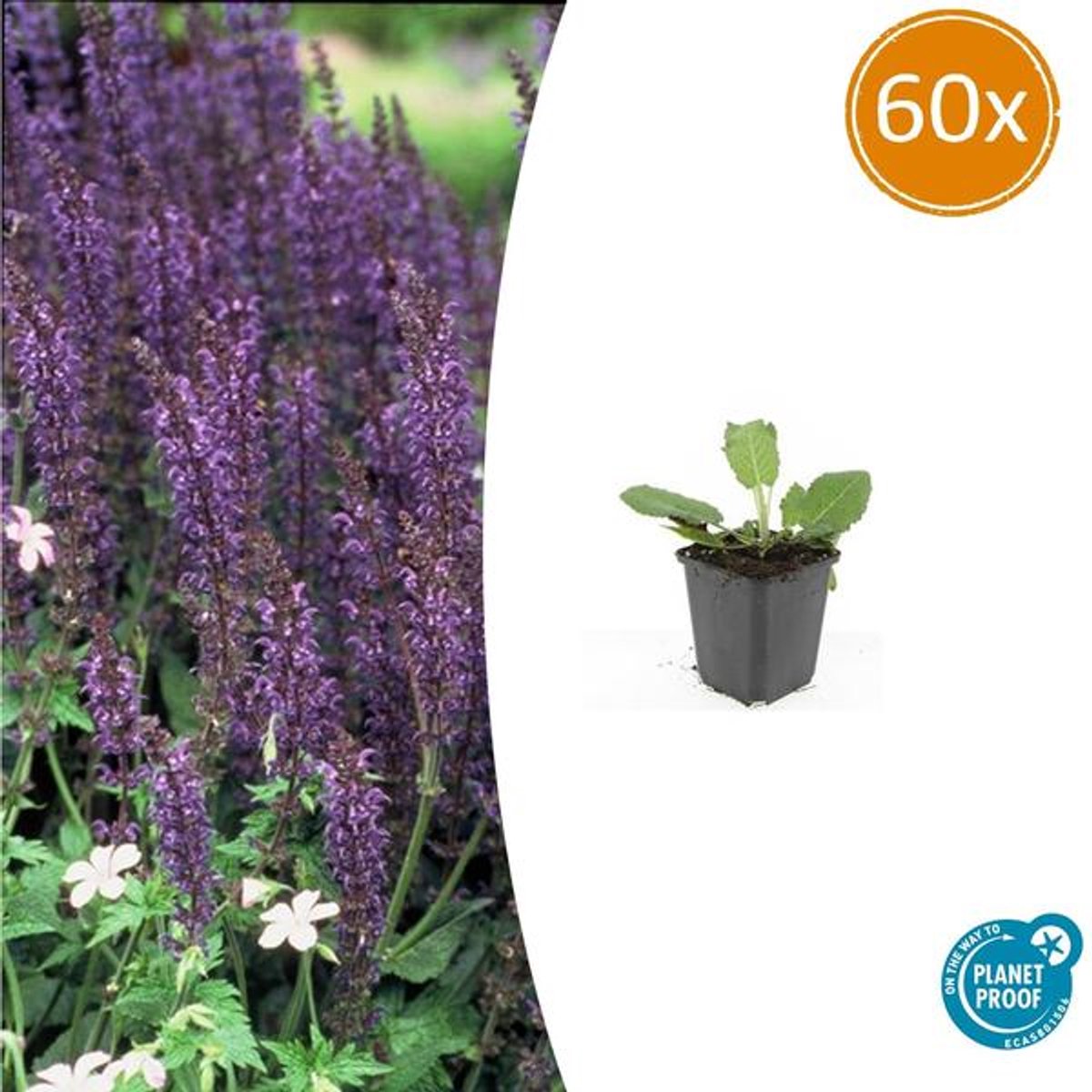 60x Salvia nem. 'Mainacht' - 10-25cm - Ø9cm