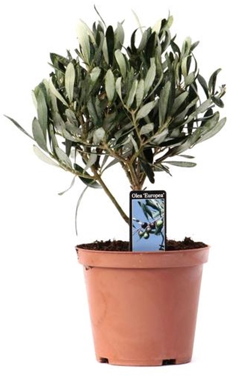 Olea Olijf Op Stam - Ø13cm - 21cm