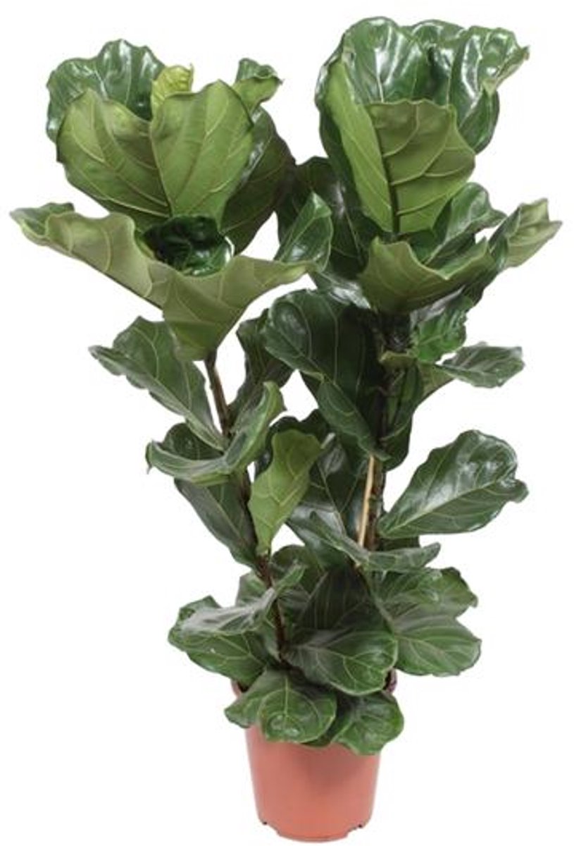 Ficus Lyrata - Ø27cm - 100cm
