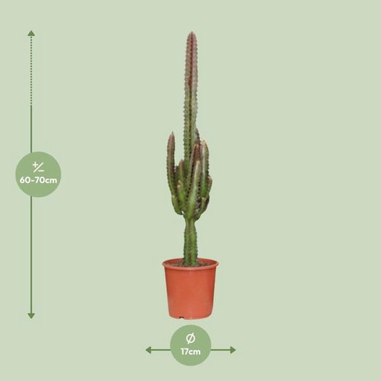 Euphorbia Trigona Rubra - Ø17cm - 70cm