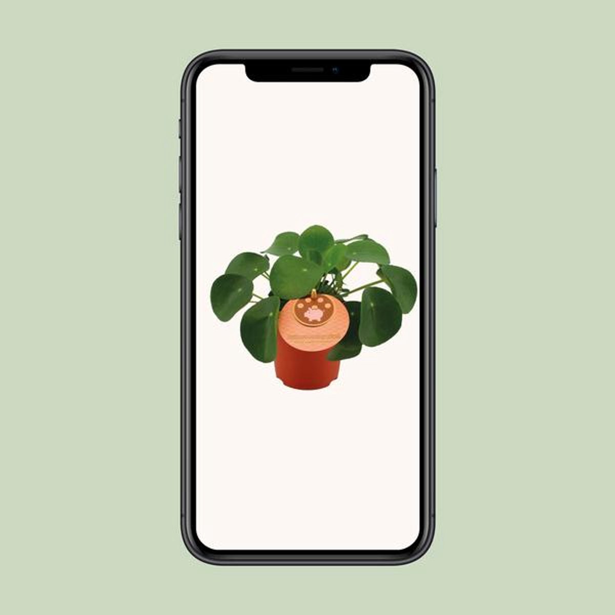 Pilea Peperomioides - Ø11cm - 15cm