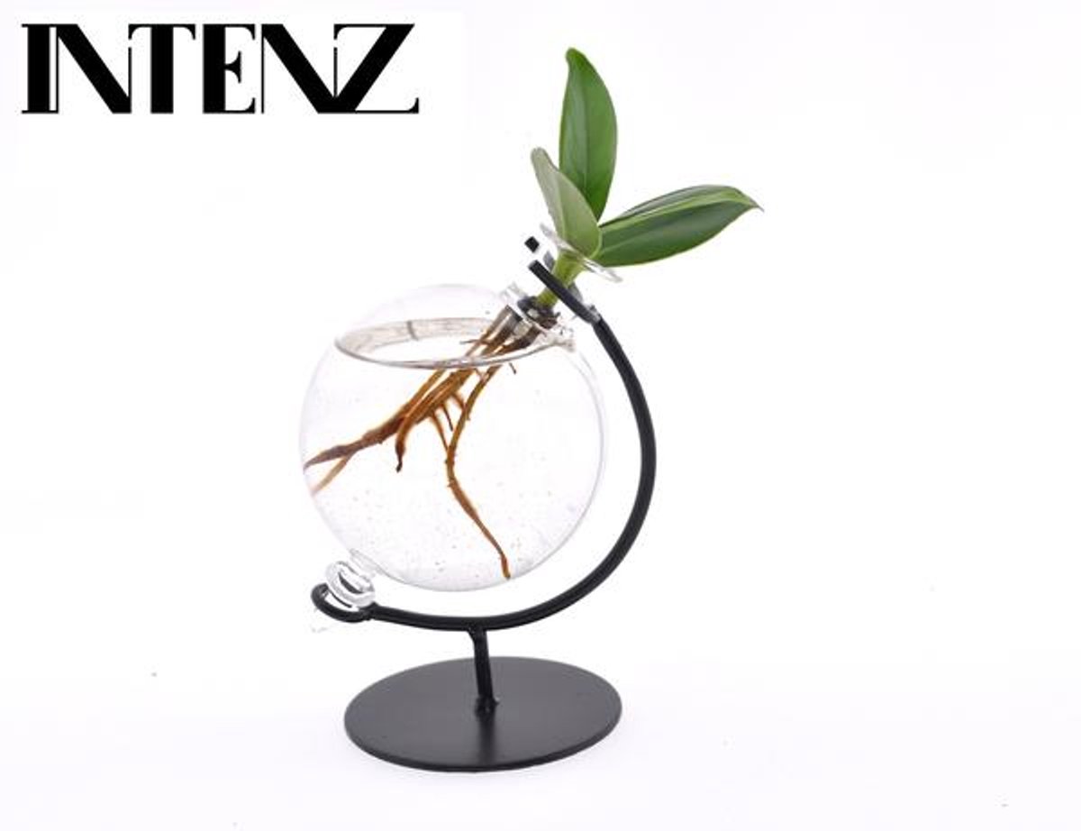 Clusia In Victoria Glas - Ø5cm - 10cm