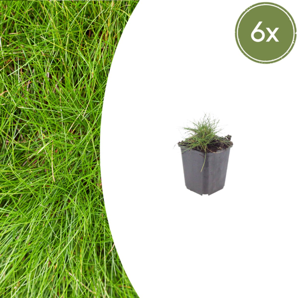 6x Festuca gautieri - 10-25cm - Ø9cm
