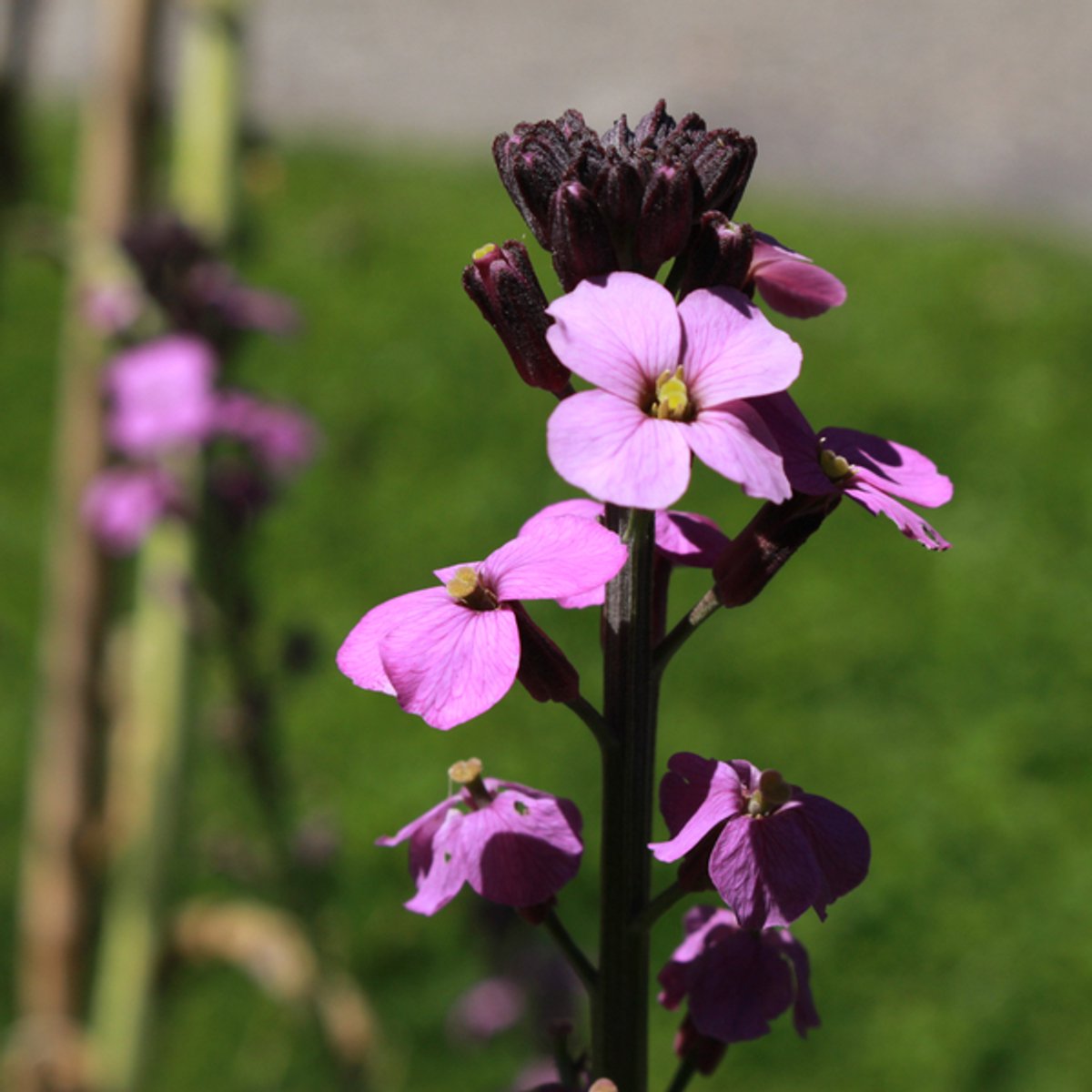 60x Erysimum 'Bowles' Mauve' - 10-25cm - Ø9cm