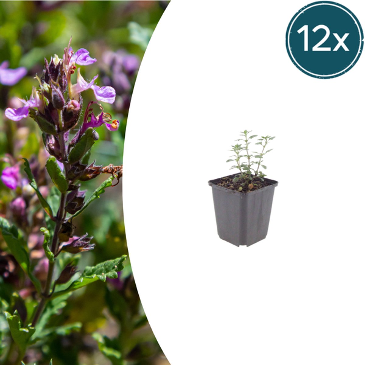 12x Teucrium lucidrys - 10-25cm - Ø9cm