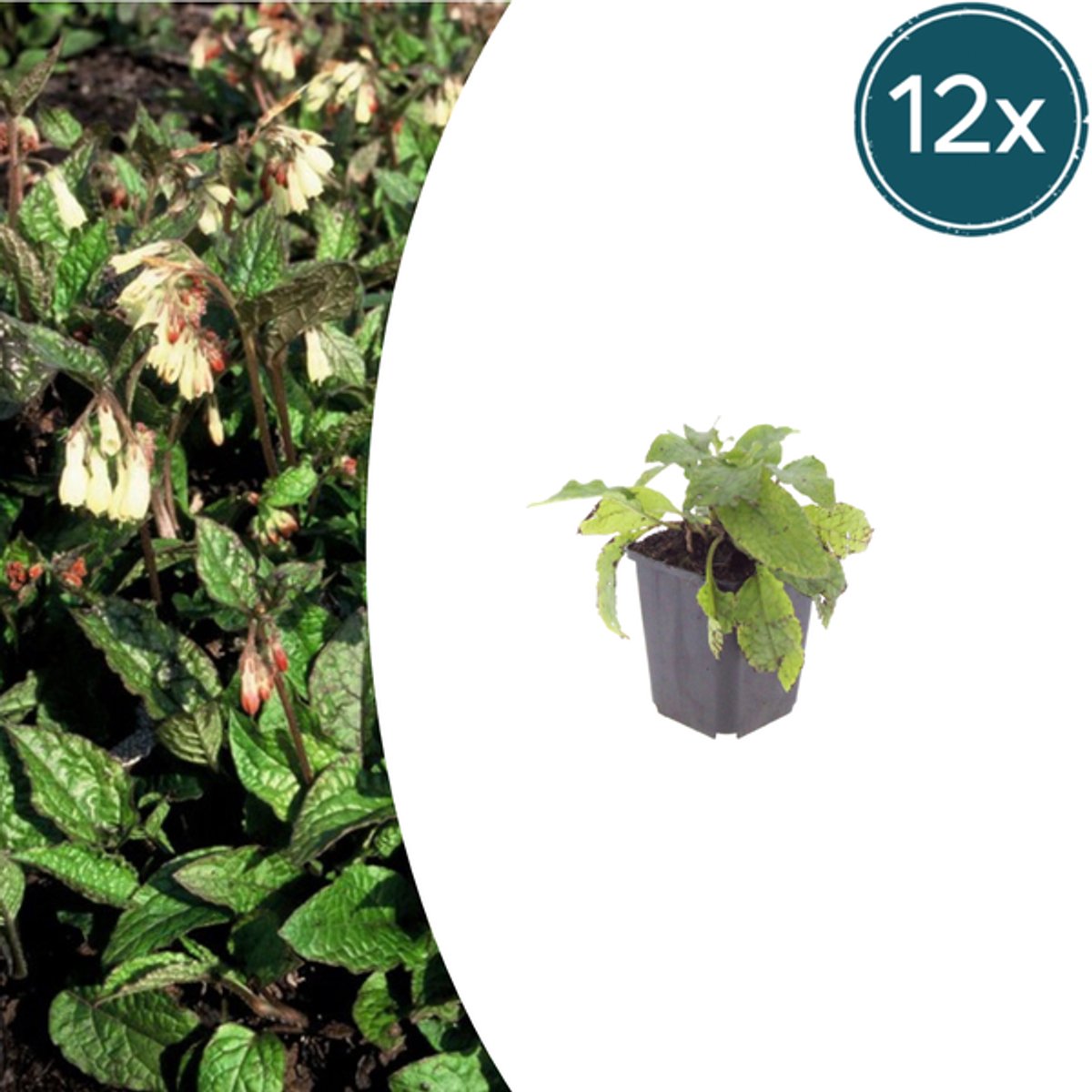 12x Symphytum grandiflorum - 10-25cm - Ø9cm