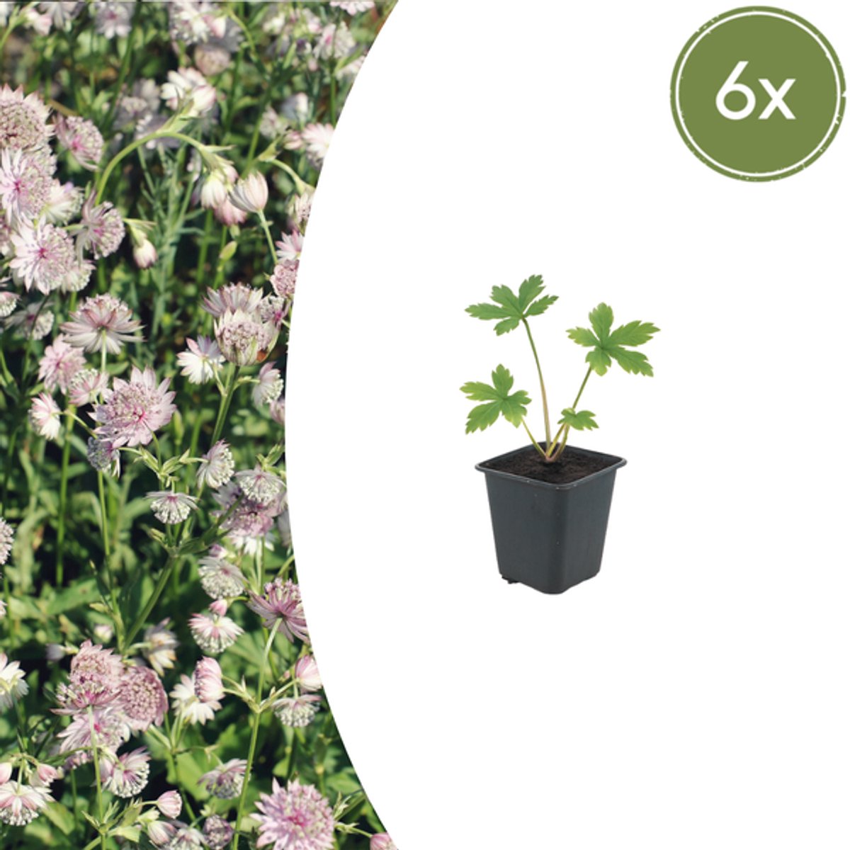 6x Astrantia major - 10-25cm - Ø9cm