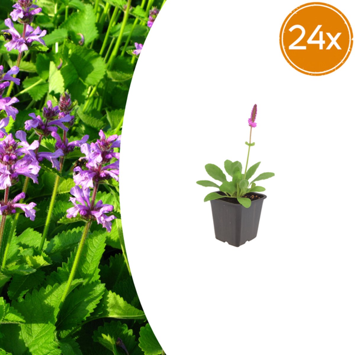 24x Stachys mon. 'Hummelo' - 10-25cm - Ø9cm