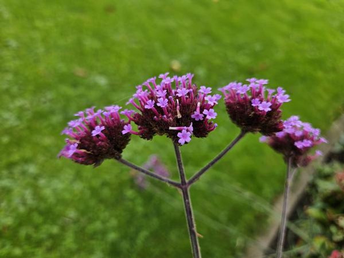 24x Verbena bon. 'Lollipop' - 10-25cm - Ø9cm