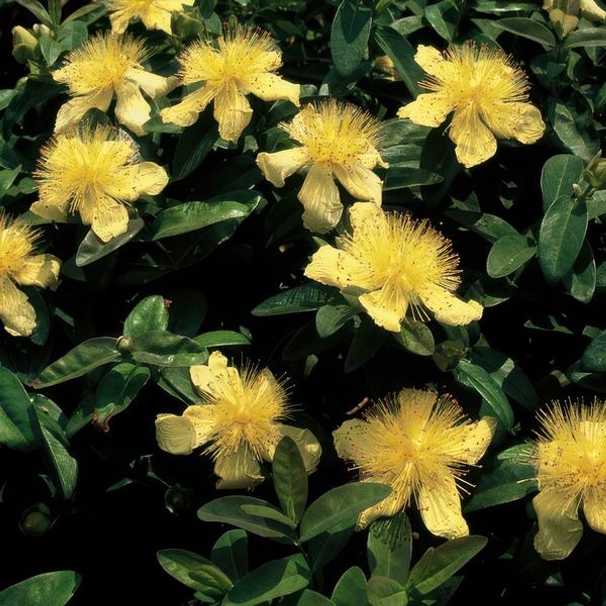 24x Hypericum calycinum - 10-25cm - Ø9cm