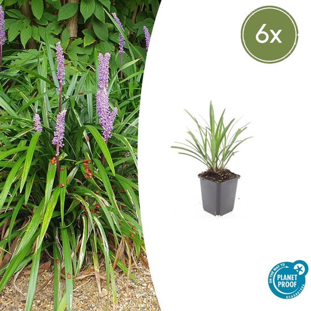 6x Liriope muscari 'Ingwersen' - 10-25cm - Ø9cm