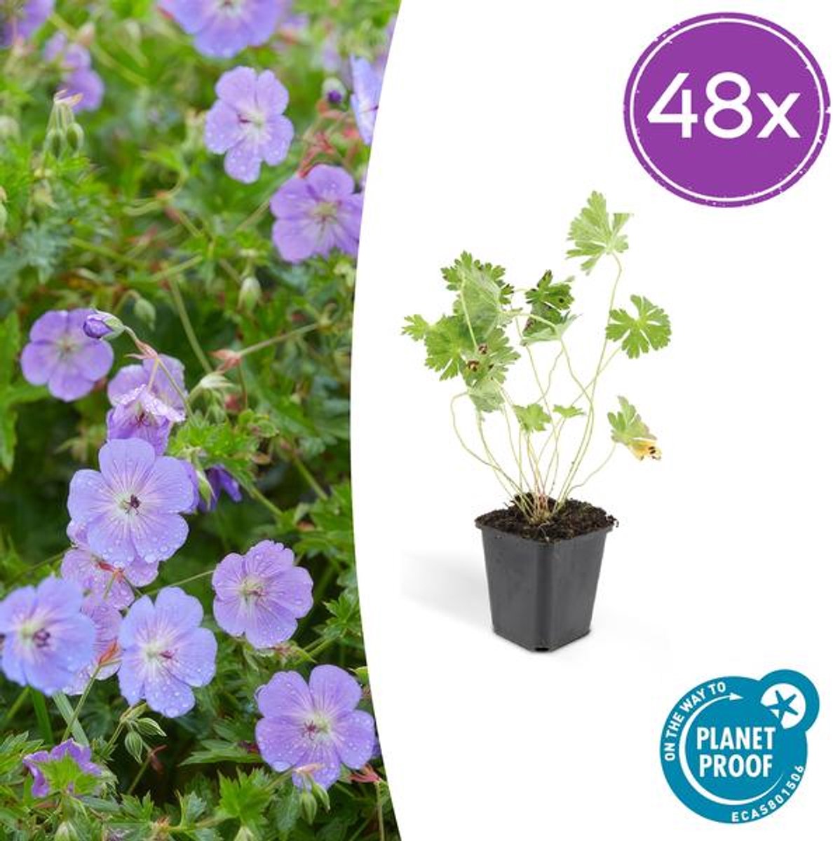48x Geranium Rozanne - 10-25cm - Ø9cm