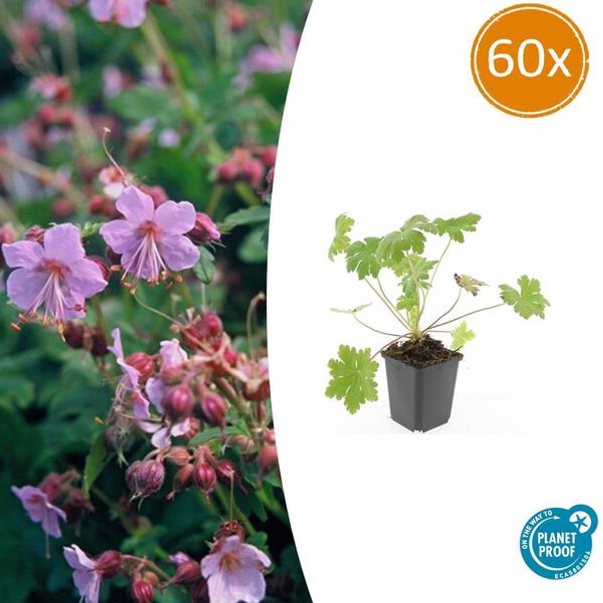 60x Geranium macr. 'Ingwersen's Var.' - 10-25cm - Ø9cm